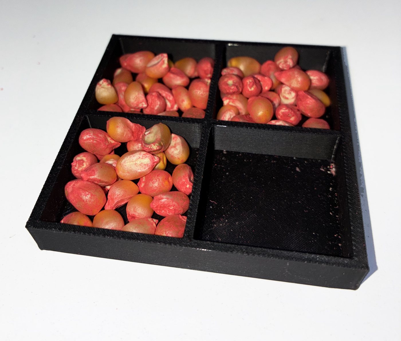 Bandeja de exposición impresa en 3D, dividida en cuatro celdas, con semillas de maíz tratadas dispuestas para el experimento